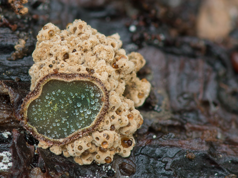 Diplocarpa bloxamii